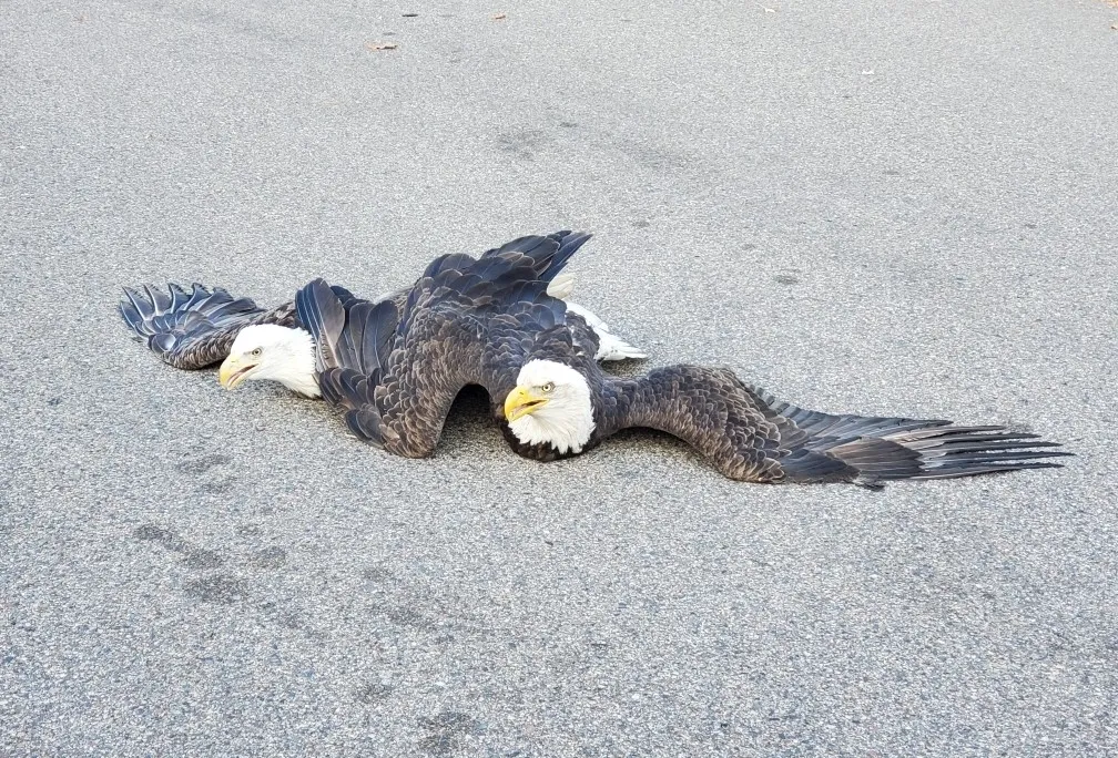 A pair of balg eagles laying flat on the ground with thier wings outstretched. They appear to be entangled.