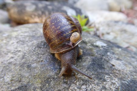 Jeremy the snail, with the baby of his unrequited lovers.
