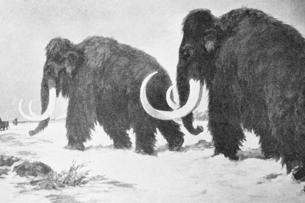 A black-and-white drawing of two woolly mammoths walking through snow