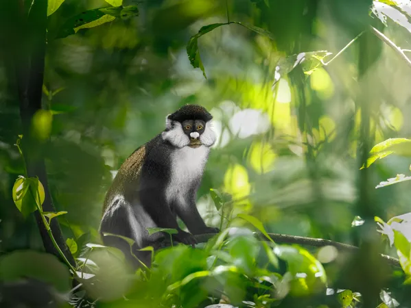 Red Tailed Monkey thumbnail