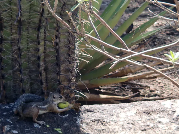 Chipmunk snacking in the shade of a cactus thumbnail