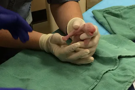 The smaller of the two twin panda cubs has died.