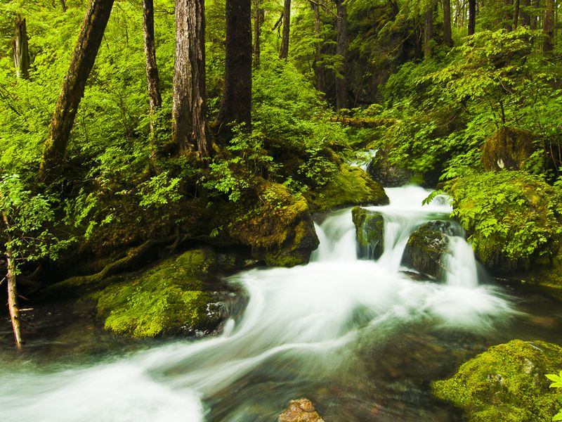 Stream Flowing Through The Temperate Rainforest In Tongass National 