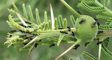 Surprise!  It's the ants in the acacia that keep the grasslands healthy.