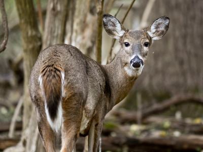 Though current variants don&#39;t appear to jump from deer to humans, monitoring how the virus spreads through deer populations could be critical for public health.