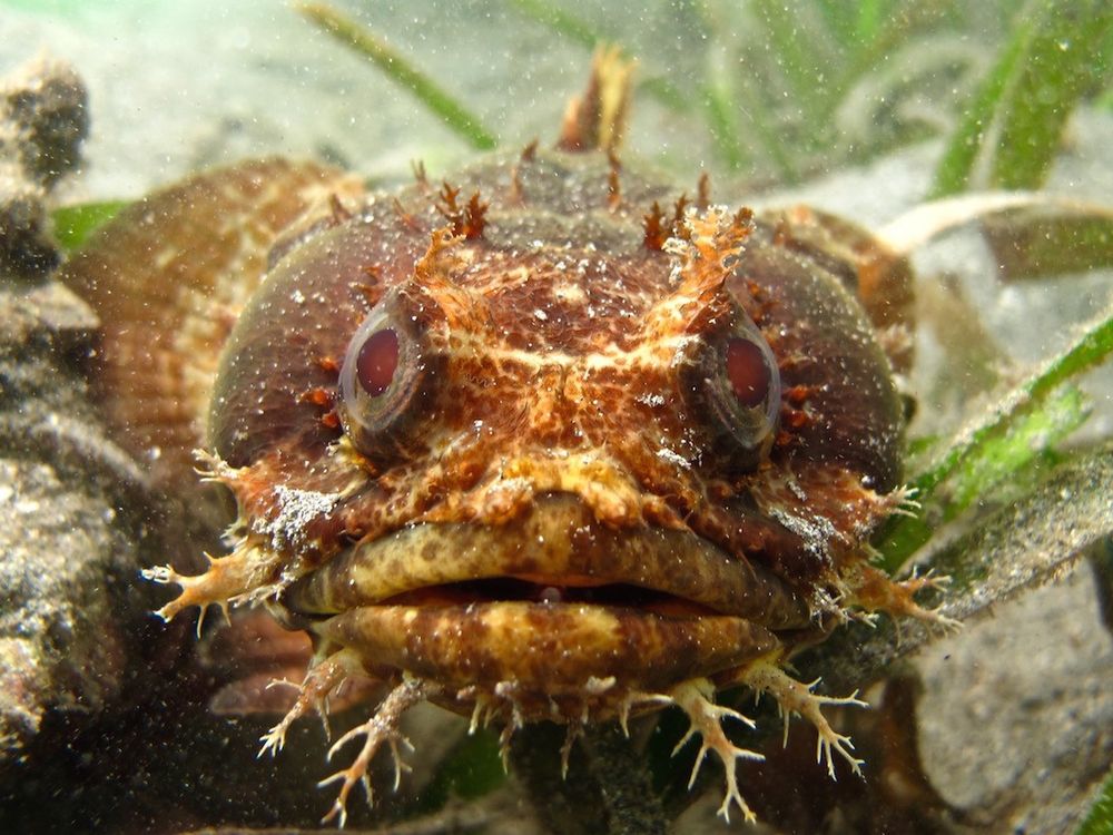 Toadfish Facts: the SINGING Fish 🎵 Animal Fact Files 