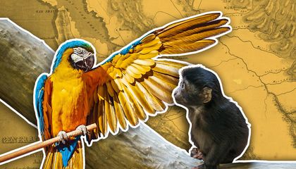 The Monkeys and Parrots Caught Up in the California Gold Rush