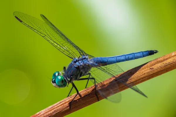 Eyes Wide Opened thumbnail