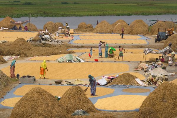 Farmer busy drying the rice thumbnail