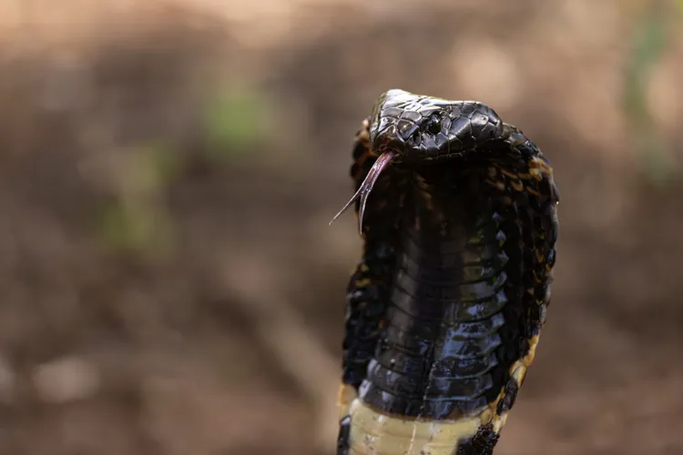 A rinkhals (Hemachatus&nbsp;haemachatus) in Hluhluwe, South Africa, performs a threat display. These snakes tend to live on the edges of human communities.