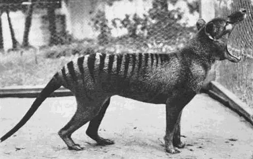 A black and white photo of a striped animal with its jaws open