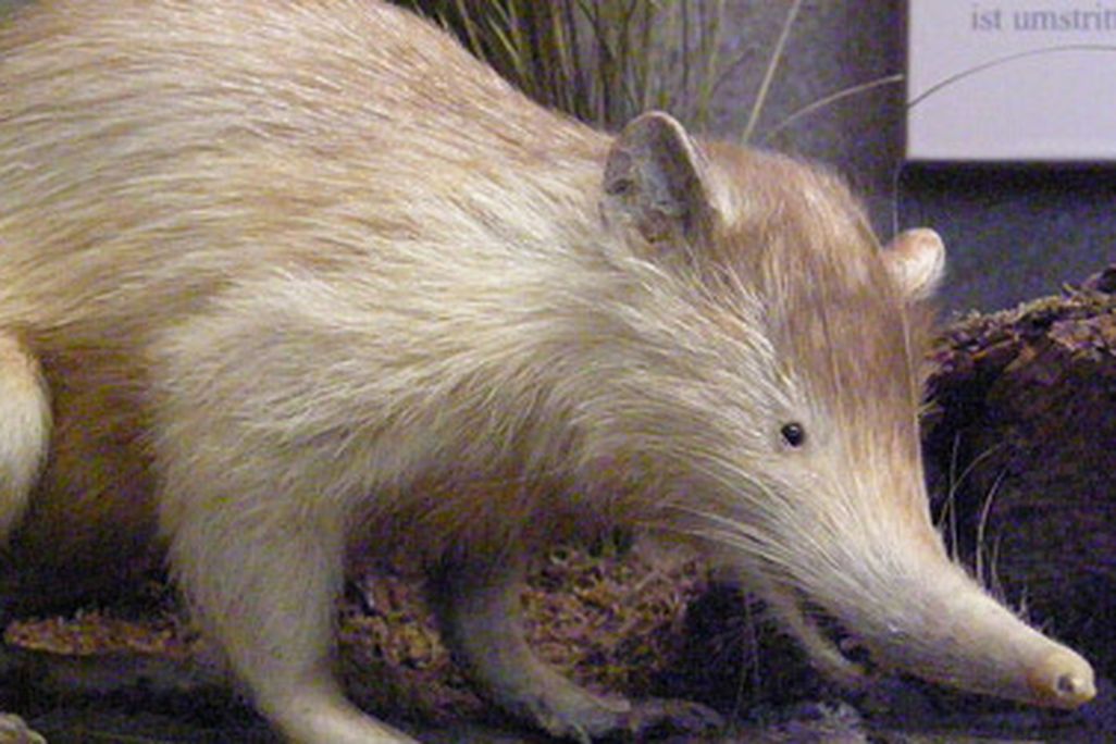 A stuffed solenodon in a museum