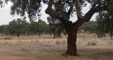 Cork oaks