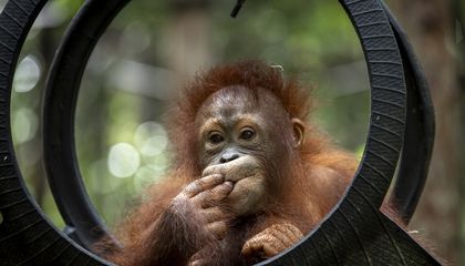 A Orangutan Sanctuary in Borneo Is Giving the Endangered Primates a Second Chance, Just When They Need it Most