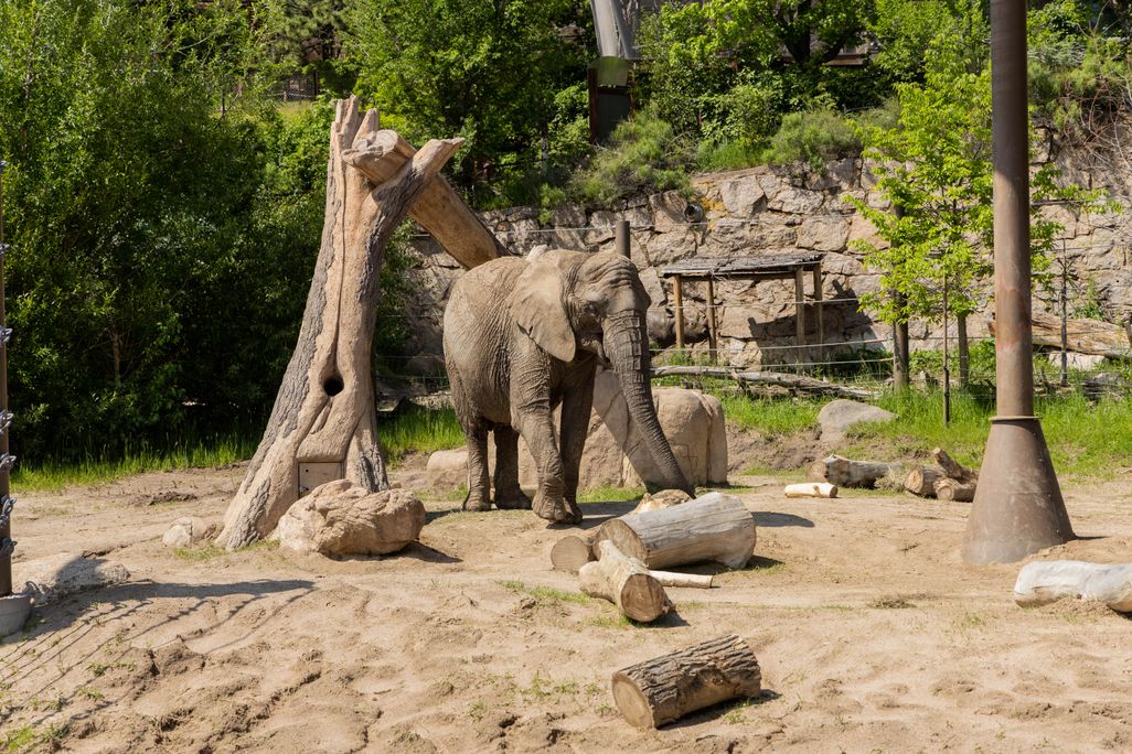 an elephant in a zoo enclosure