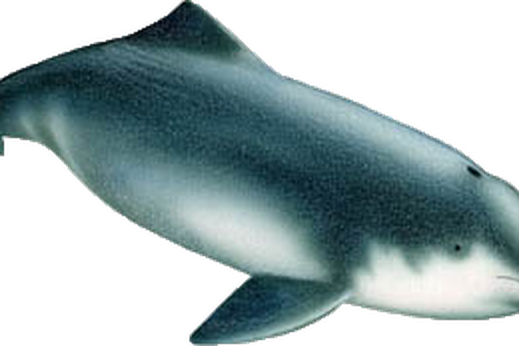 Chinese river dolphin