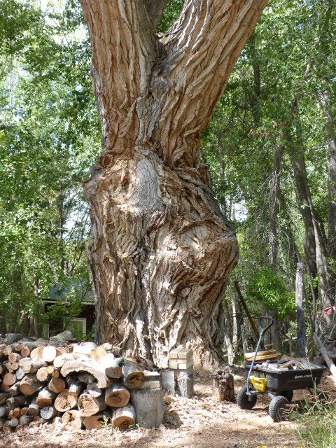 A cottonwood tree named March Hare thumbnail