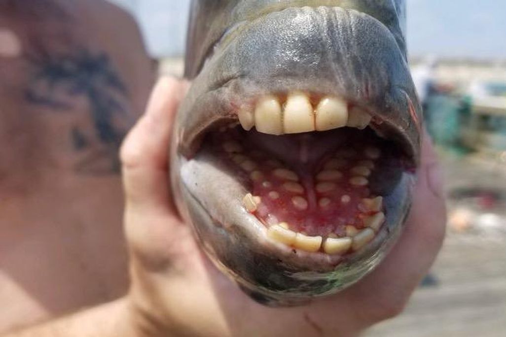 An image of a close up of a sheepshead fish. The fish has its mouth open and you can see it's human-like teeth.  