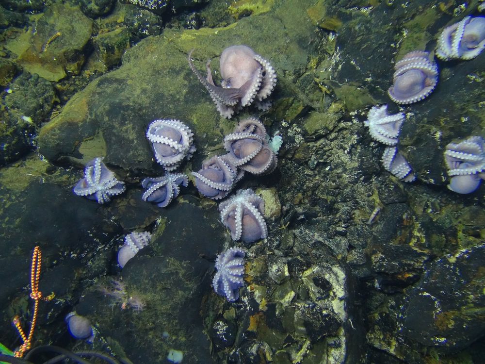 Purple Octopuses