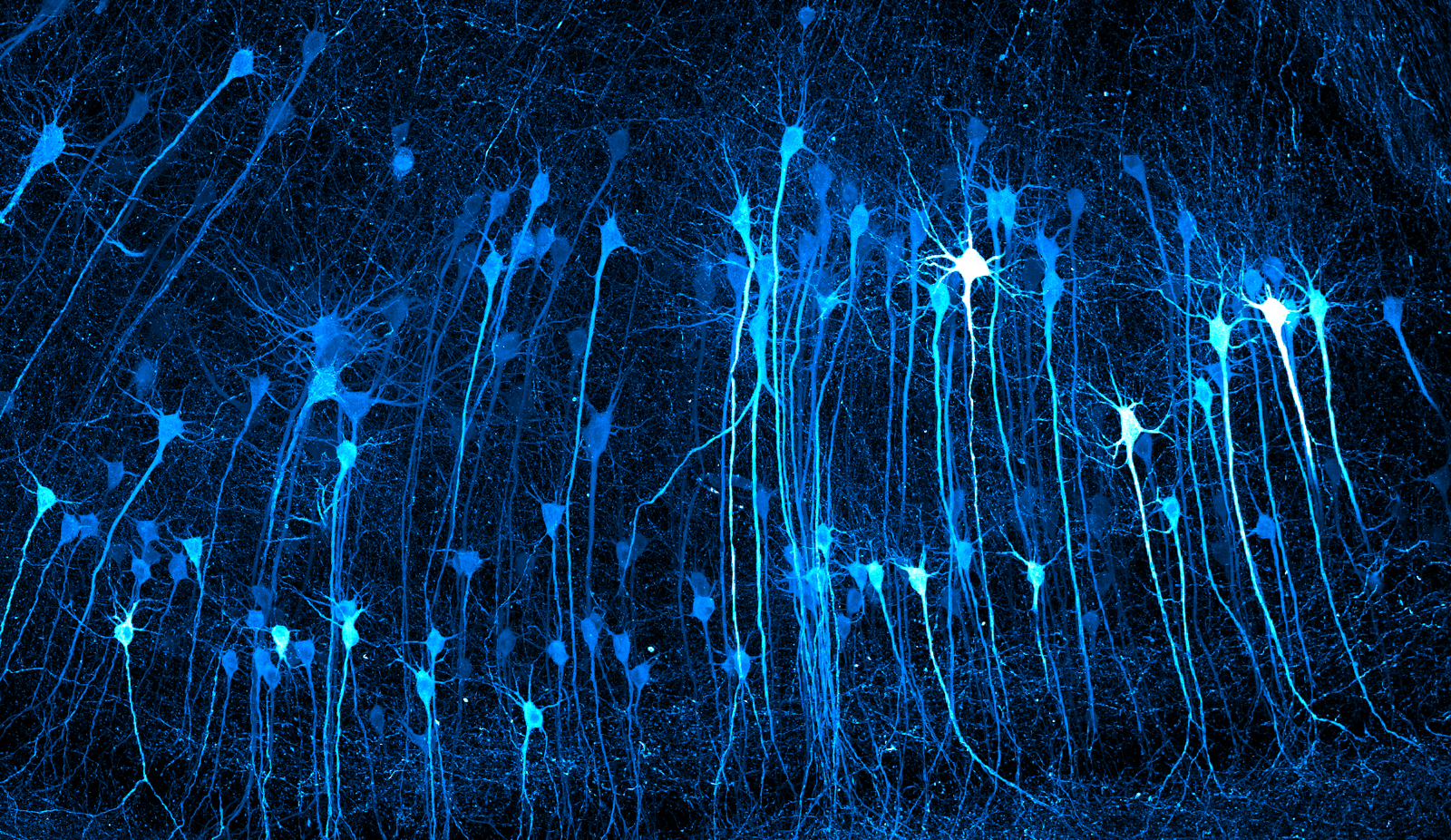 See the Scientific and the Mundane Become Surprisingly Dazzling When Viewed Through a Microscope, From Neurons to Ballpoint Pens