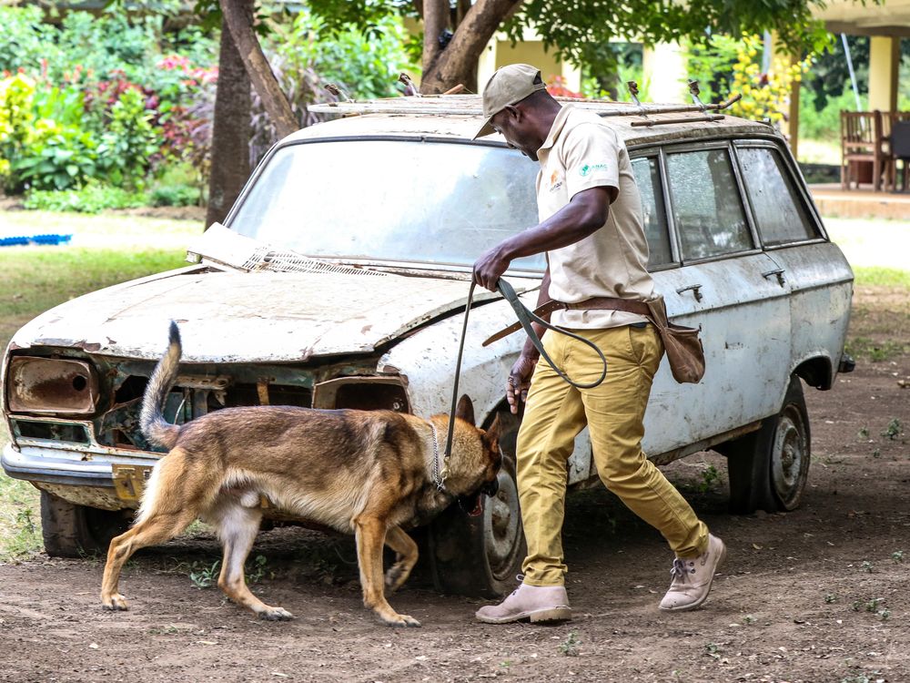 canines for conservation dog and handler 1