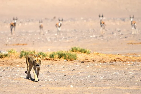 The predator thumbnail