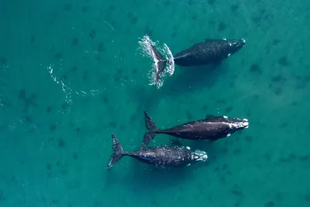 Commercial whalers hunted southern right whales to the brink of extinction. Though the species has rebounded, its recovery has been uneven.