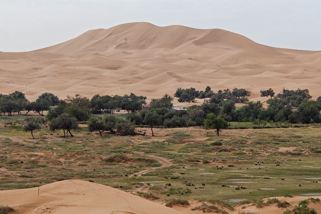 a large dune rises behind sparse trees