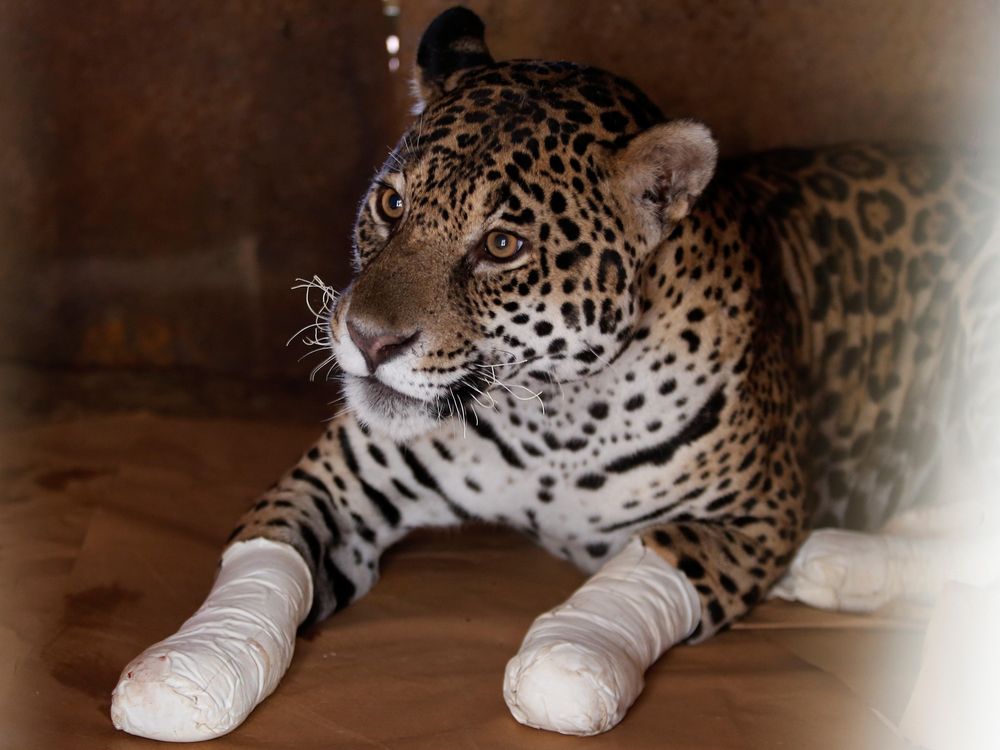 Wounded leopard after treatment at an animal protection center in Goias State of Brazil