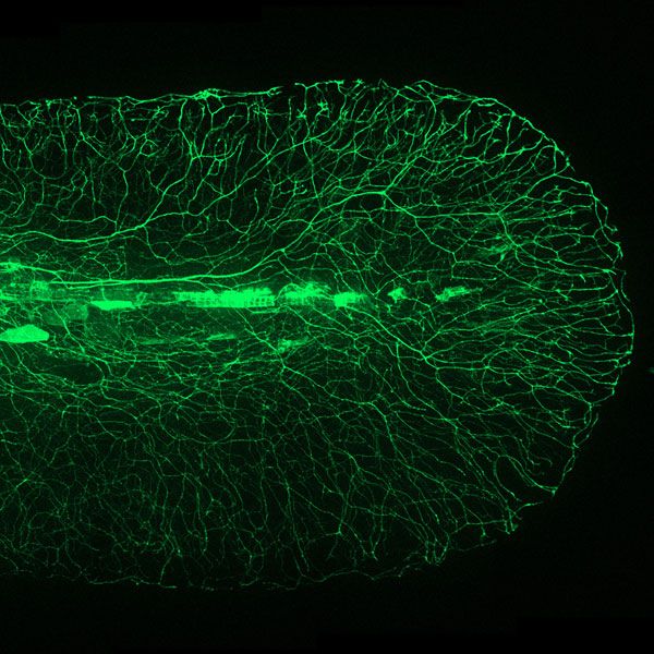 Zebrafish neural network