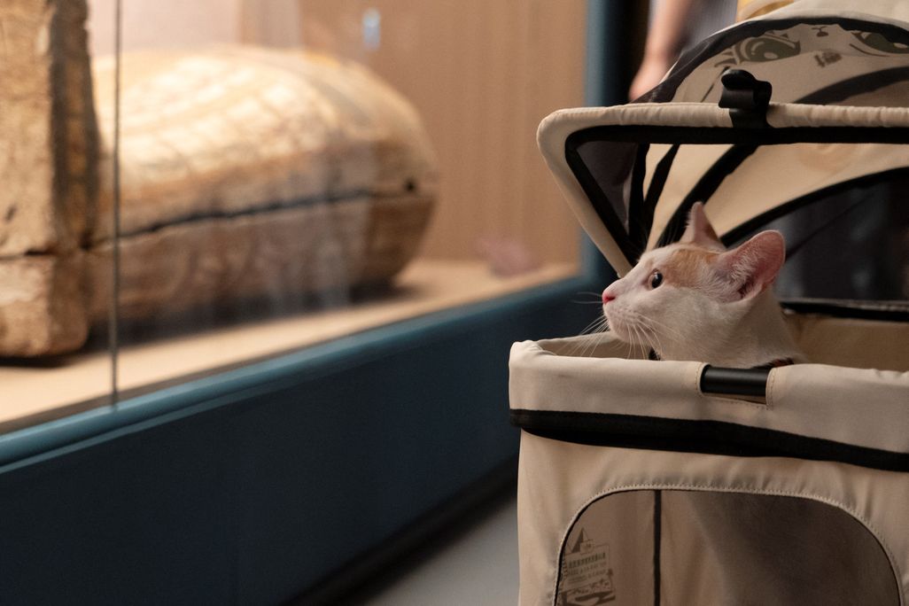 Cat in a stroller