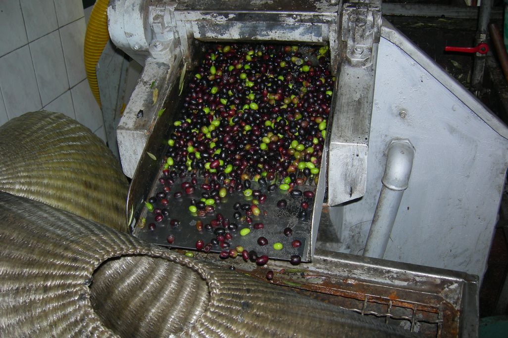 Olive oil mill