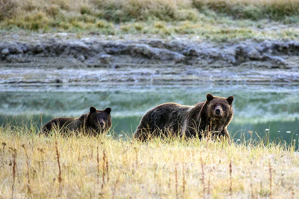 Grizzly bears