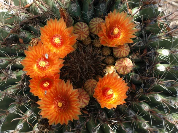 Desert Bloom thumbnail