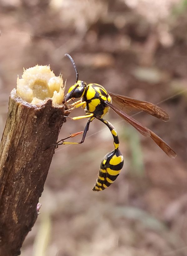 Indian Potter Wasp feeding on sap of a broken stem thumbnail