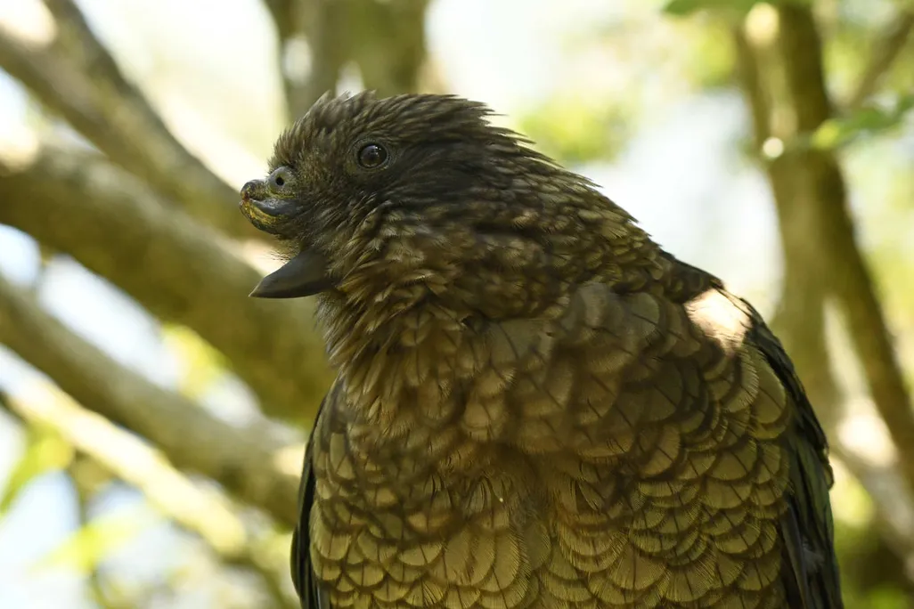 bruce the kea parrot with his missing beak half