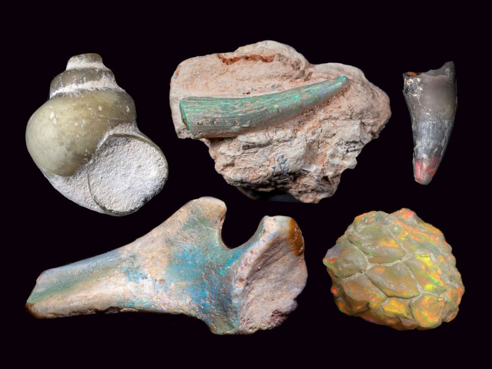 and Miners Team Up Preserve Opalized Fossils | Science | Smithsonian