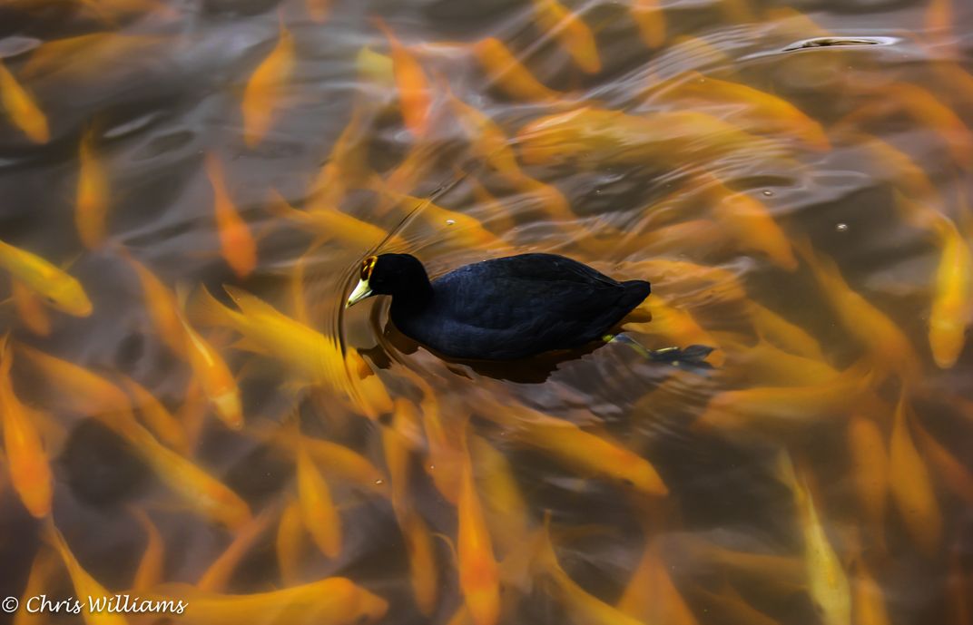 Hawaiian Coot swimming gracefully above a school of Cichlids ...