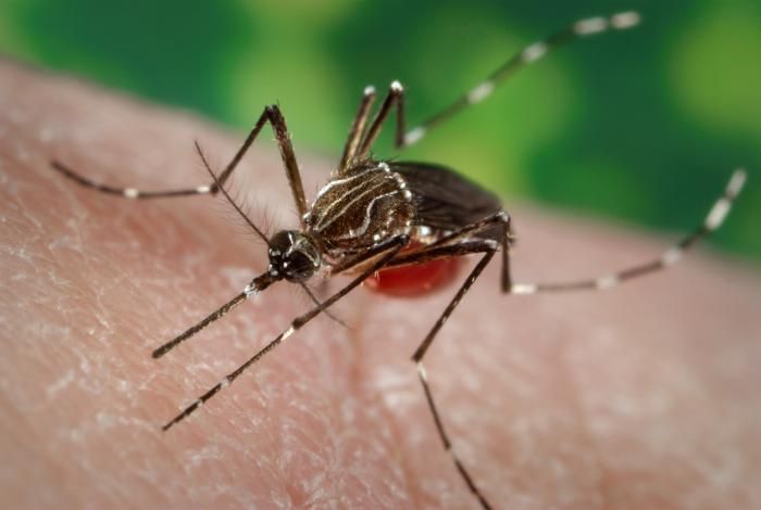 Aedes aegypti mosquito on skin