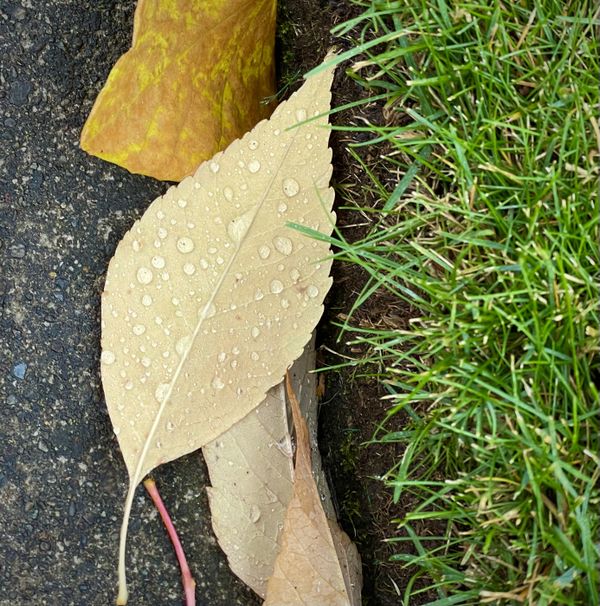 Raindrops on Fallen leaf thumbnail