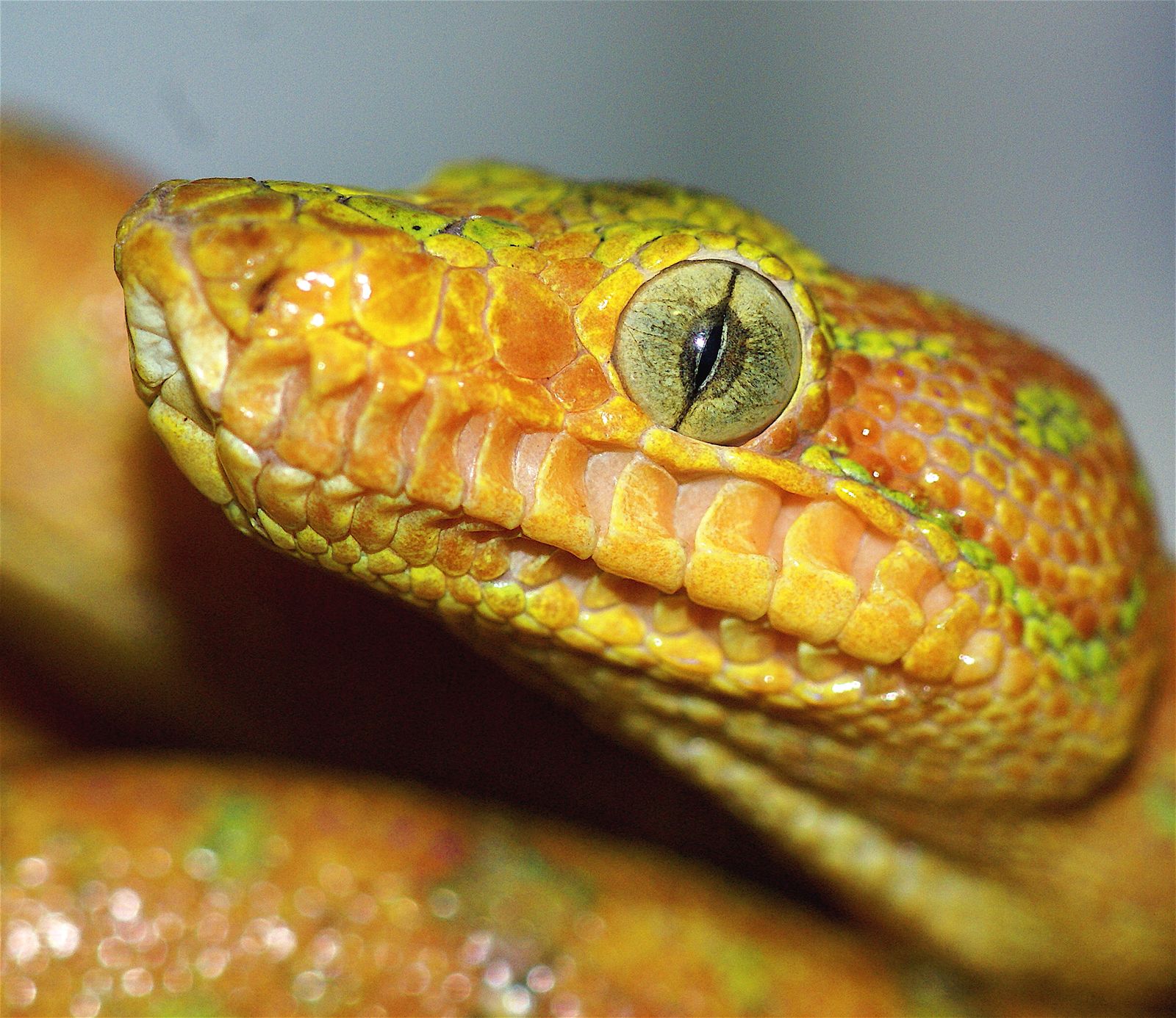 Какая симметрия у змеи. Желтая гадюка. Глаза змеи. Зрачок змеи. Змеиный зрачок.