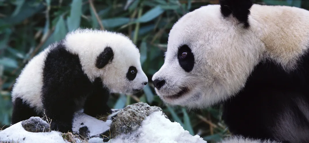 1071px x 497px - Why Panda Sex Isn't Black and White | Science| Smithsonian Magazine