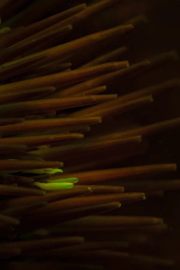 The Hidden Guest thumbnail