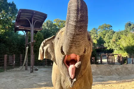 Kamala often raised her trunk to greet keepers in anticipation of receiving food.
