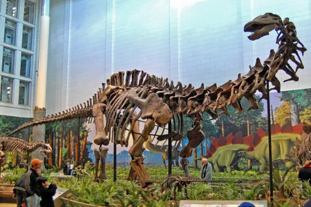 Apatosaurus louisae, Carnegie Museum