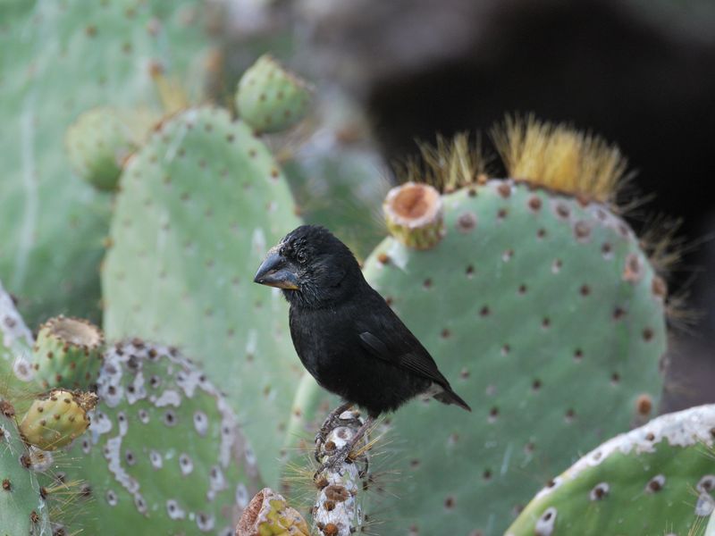 Galapagos Large Cactus Finch | Smithsonian Photo Contest | Smithsonian ...