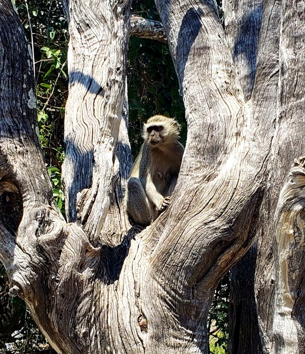 Monkey in the tree thumbnail