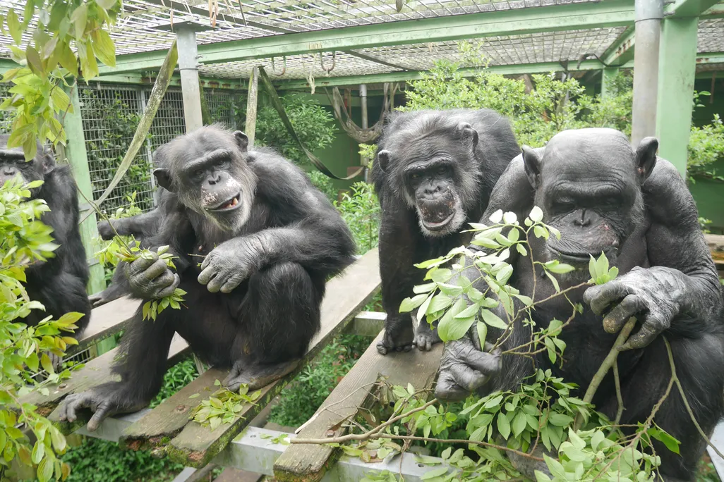Three chimpanzees sitting down surrounded by leafy greens