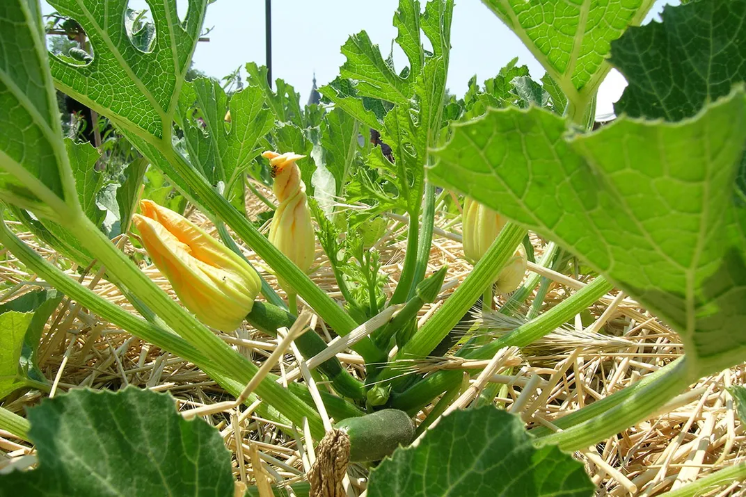 Close-up of a squash plant with green leaves and budding orange flowers outdoors.
