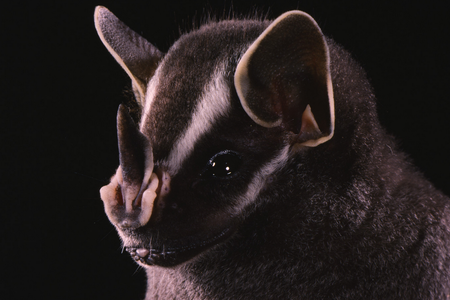 Baby bats are born tipping the scales at a third of their adult weight, and since mama bats have to carry them until they can fly, at which point they are nearly full-grown, it’s no wonder they start to get a bit physical.